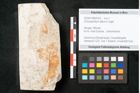 Foto (Objekt + Etikett) von Chrysophyllum atticum Unger (NHMW-GEO-2024-0188-8163)